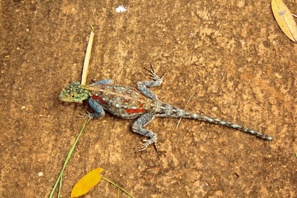 11-Another colorfull lizard.jpg - Another colorfull lizard
